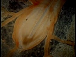 CU chick embryo with blood flow Stock Footage