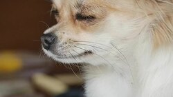 Dog close up sleepy Stock Footage