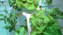 Food gardens that water themselves and an iPad robot are featured in a 'Home of the Future' exhibit in New York, curated by Gizmodo, an online technology and design blog. (May 20) Instructional Video