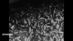 1936: NEW ENGLAND: FISHING INDUSTRY: Live fish pouring down chute on top of other fish in hold, wiggling. Trawler moving on ice water toward New England dock. Instructional Video