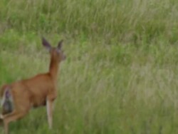 White tail deer leaps in field Stock Footage