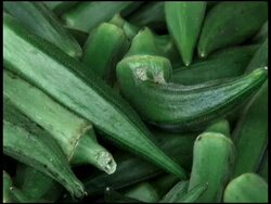 Fresh Organic Okra / Lady's Finger Stock Footage