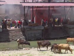 WS Cows wandering  down near river bank during  cremation ceremony  / Kathmandu, Central, Nepal  Stock Footage