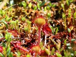 sundews (Drosera carnivorous plant) HD Stock Footage