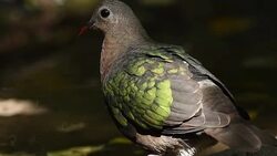 Birds of Thailand, Rain forest wildlife Stock Footage