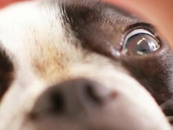 Puppy eye drops macro Stock Footage