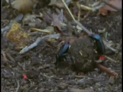 CU Dung beetle rolling dung ball, Bandhavgarh National Park, India Stock Footage