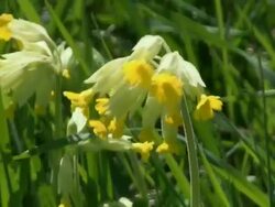 CU Cowslip flowers in field / Kastel-Staadt, Rhineland-Palatinate, Germany Stock Footage
