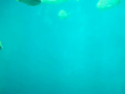 Sea Life Stock Footage