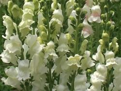 Snapdragons (Antirrhinum Majus) Stock Footage