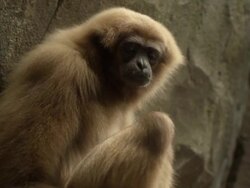 SLOW MOTION: Gibbon Ape Swinging Stock Footage