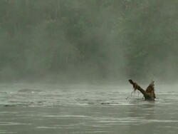 CU of dramatic low fog on Sao Benedito River, with log sticking out of water and tree covered embankment, Brazil [Brasil] Stock Footage