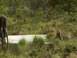 MS  shot of a cow moose (Alces alces) and newborn calf playing on the banks of the Colorado River at dawn Stock Footage