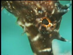 CU Thorny Seahorse, brown, on sand among vegetation, attached to plant, Mabul, Borneo, Malaysia Stock Footage