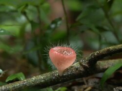 Cup fungus, Maliau Basin, Sabah, Borneo Stock Footage