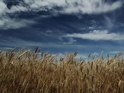 Wheat Stock Footage