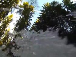 Wild Forest River POV Stock Footage