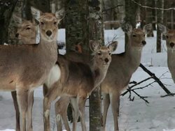 MS Ezo sika deers in snow / Kushiro, Japan Stock Footage