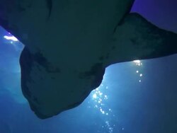 Underwater life: impressive Carcharias taurus (sand tiger shark) Stock Footage