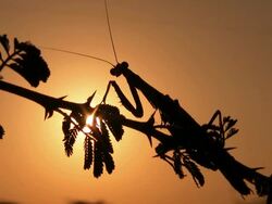 Mantis_Gegenlicht1 Stock Footage