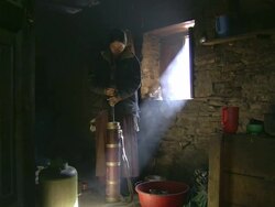 CU TS Native women harvesting cereal crop with scythe / Birendranagar, Surkhet, Himalayan foothills, Nepal     Stock Footage