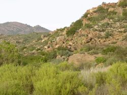 WS View of Various shrubs and bush growing at base of rocky mountain / Namaqualand, Northern Cape, South Africa Stock Footage