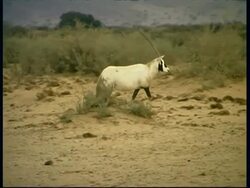 Arabian Oryx, Oryx leucoryx, side view, pan right walking on sand, looks to camera, Israel Stock Footage