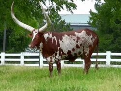 Longhorn Watusi Stock Footage