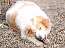 Cute dog eating bone Stock Footage