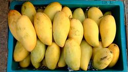 mango in market for sale in thailand Stock Footage