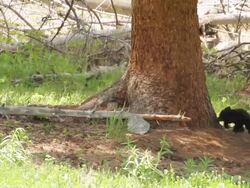 WS TS Shot of black bear newborn cubs wrestle in forest / Gardiner, Montana, United States Stock Footage