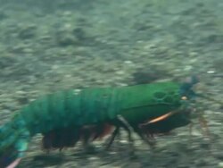Mantis shrimp (Odontodactylus syllarus) walking on the seabed. Stock Footage