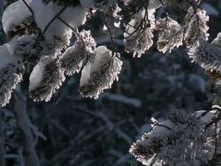 CU View of Frosty conifer branches / Yellowstone National Park, Wyoming, United  Stock Footage