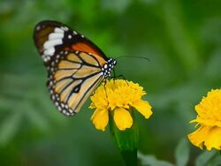 Monarch Butterfly Stock Footage