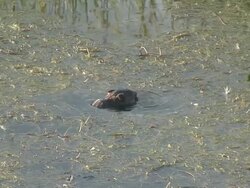 River rat 24  1080/60i Stock Footage