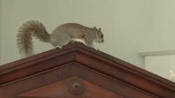 VOICED : Animales en problemas Washington tiene News Clip