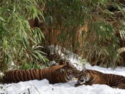 Animals At Washington's National Zoo Enjoy The Winter Weather Stock Footage