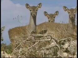 Mesopotamian Fallow Deer, Dama mesopotamica, MS group of adult females and fawns looking to camera and grazing, Israel Stock Footage