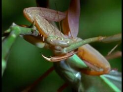 CU Female Praying Mantis (Sphodromantis lineata) eating live male Stock Footage