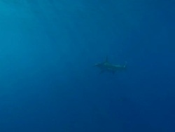 Great hammerhead, Sphyrna mokarran, near surface, underwater, Bahamas  Stock Footage