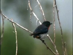 CU Mistletoe Bird on branch, turns and defecates, Australia Stock Footage