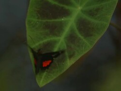 High speed Ruby-spotted Swallowtail (Papilio anchisiades) takes off from leaf viewed from above Stock Footage
