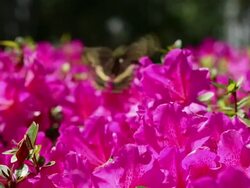 CU R/F Butterfly flying on pink flowers / St. Simon's Island, Georgia, United States Stock Footage