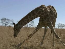 Wide Shot tilt-down tilt-up - A giraffe splays its legs to get its head to the ground / South Africa Stock Footage