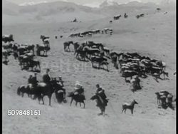 Herdsmen with horses Instructional Video