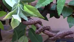 Chameleon in a vivarium News Clip