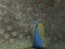 Peacock (Pavo cristatus) male displays, cu, courtship, UK Stock Footage