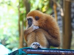 Gibbon monkey Stock Footage