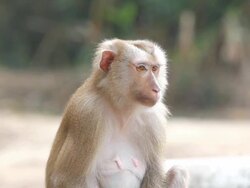 Monkey Stock Footage