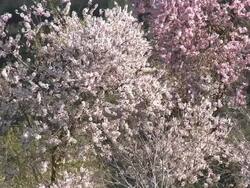 MS Shot of almond tree blooming in spring with pink white flowers / Jerusalem, Judea, Israel Stock Footage